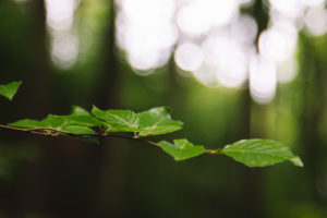 Deciduous tree, detail, leaves Deciduous tree, detail, leaves